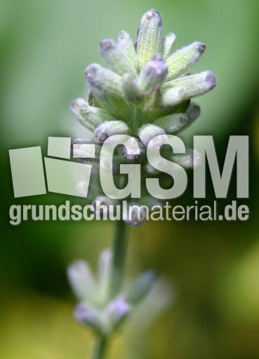 Lavendel-3.jpg